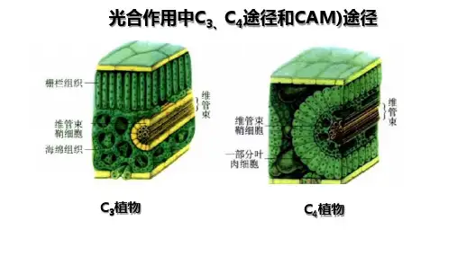 2024届高三二轮复习生物：光合作用中C3、C4途径和CAM)途径课件