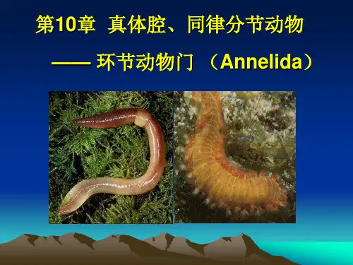 第10章 真体腔、同律分节