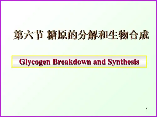 糖代谢-糖原的分解和生物合成