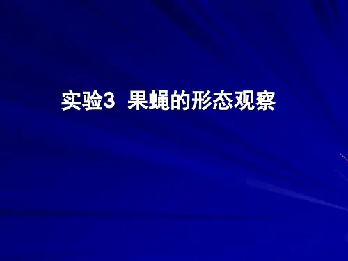 果蝇的形态观察.