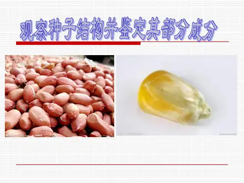 观察种子结构(实验)