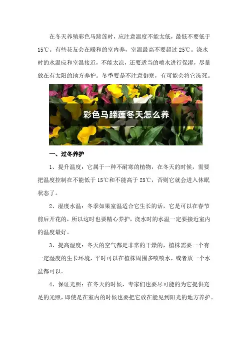 彩色马蹄莲怎么过冬,冬天会死吗