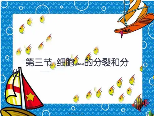 七年级生物上册 细胞的分裂和分化课件