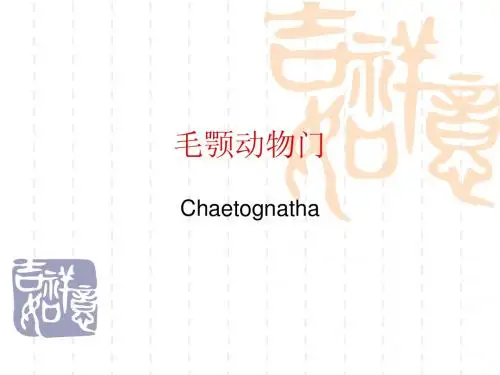 第二篇第五章_毛颚动物门