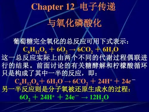12 电子传递与氧化磷酸化