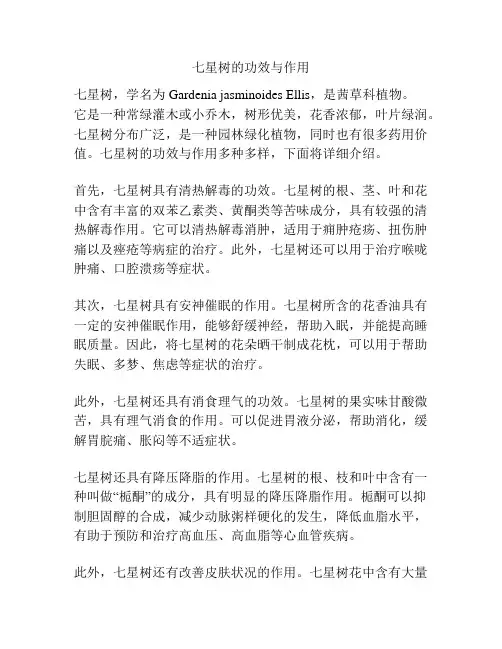 七星树的功效与作用