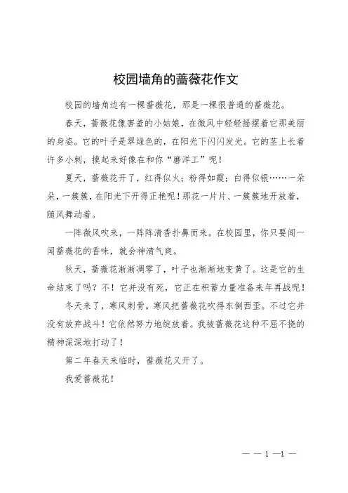 校园墙角的蔷薇花作文