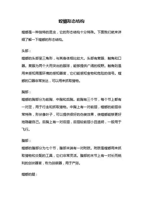 螳螂形态结构