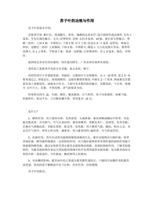 苏子叶的功效与作用