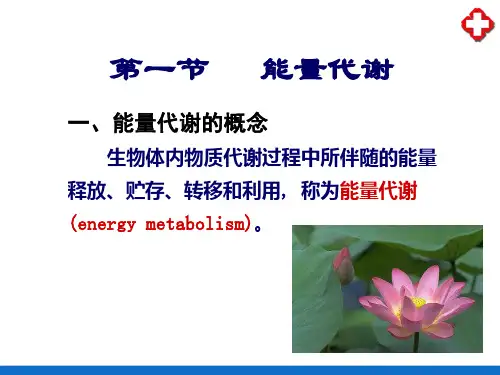 能量代谢和体温—能量代谢(人体解剖生理学)