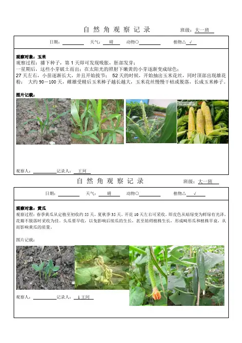 自然角观察记录(幼儿园大班)