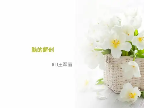 大脑解剖结构24411