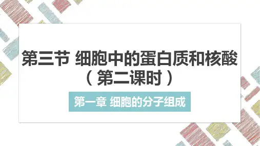 1.3细胞中的蛋白质和核酸(第二课时)2024--2025学年高一上学期生物学苏教版2019必修一
