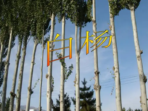 《白杨》ppt课件