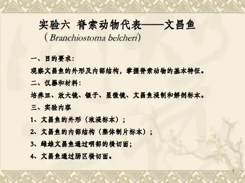 实验六脊索动物代表文昌鱼