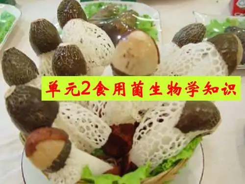 单元2食用菌的生物学特性