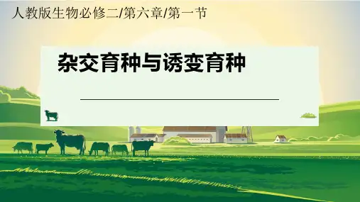 高中生物必修二课件-6.1 杂交育种与诱变育种