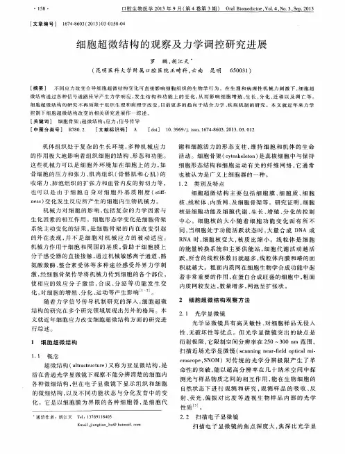 细胞超微结构的观察及力学调控研究进展