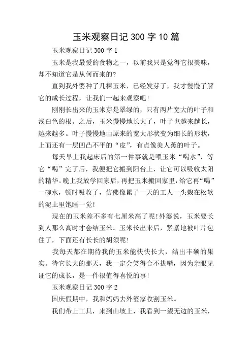 玉米观察日记300字10篇