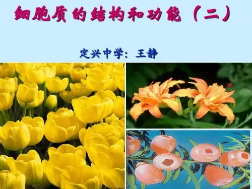 人教版教学课件细胞质的结构和功能(二)
