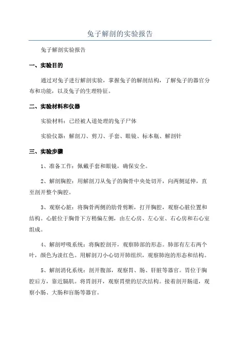 兔子解剖的实验报告