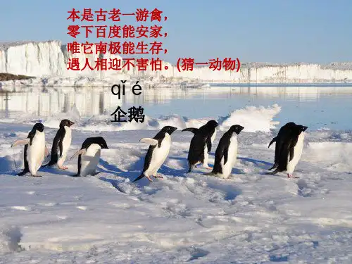 最新部编人教版二年级语文上册《企鹅寄冰》教学课件