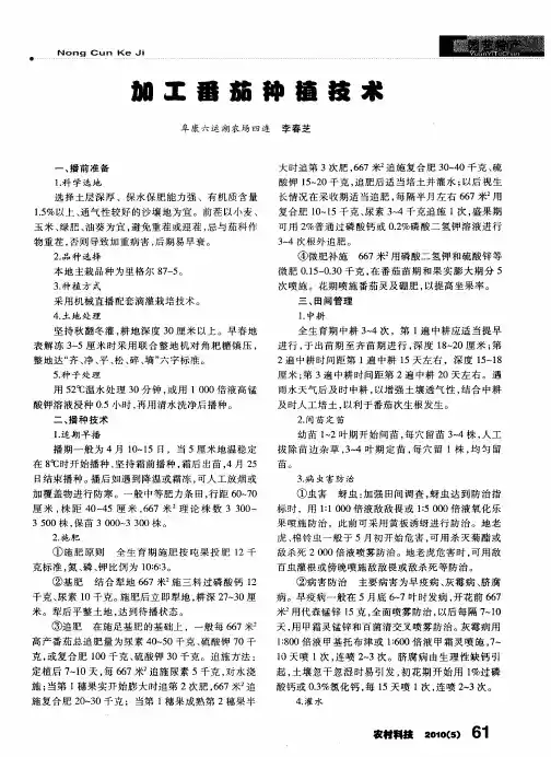 加工番茄种植技术