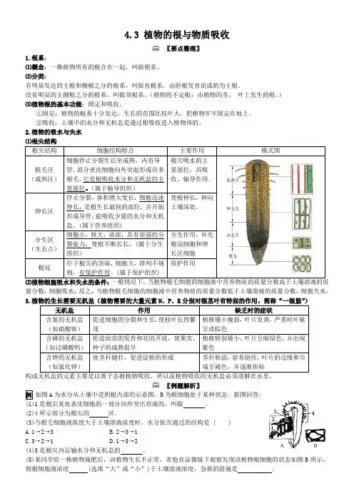 2023-2024学年八年级下册科学(浙教版)配套教案  4-3 植物的根与物质吸收