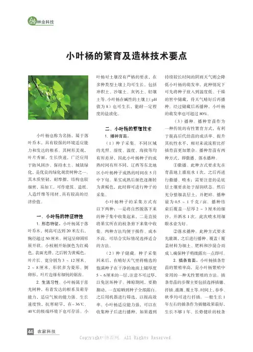 小叶杨的繁育及造林技术要点