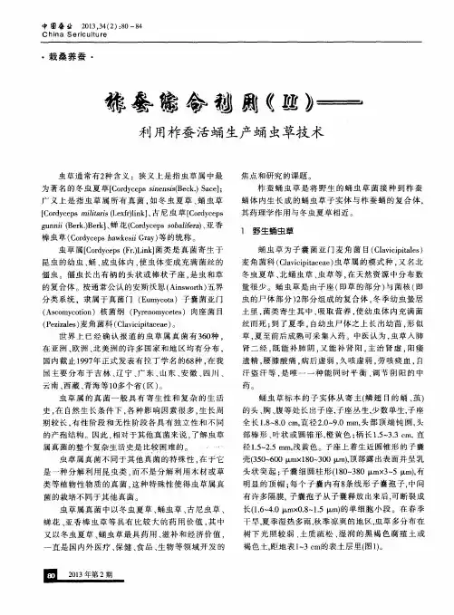 柞蚕综合利用(Ⅱ)——利用柞蚕活蛹生产蛹虫草技术