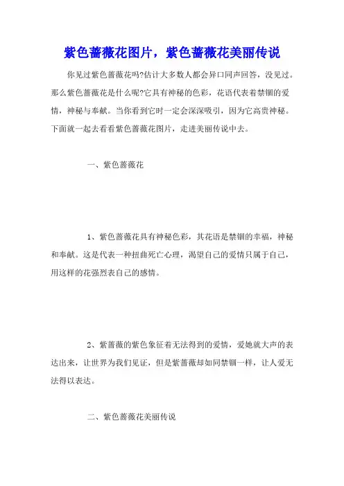 紫色蔷薇花图片,紫色蔷薇花美丽传说