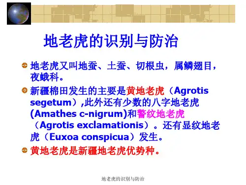 地老虎的识别与防治课件