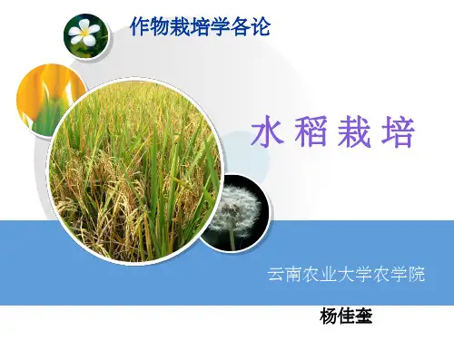 水稻模板PPT课件