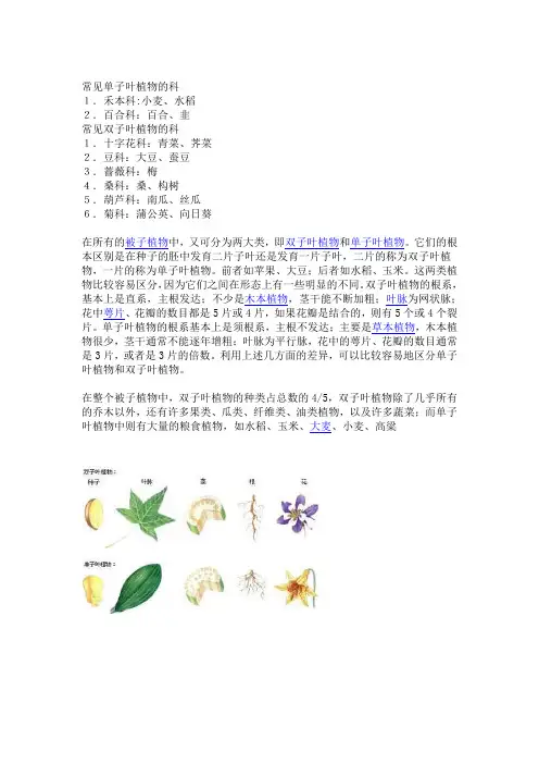 单子叶双子叶