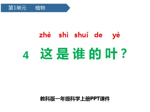 教科版一年级科学上册这是谁的叶