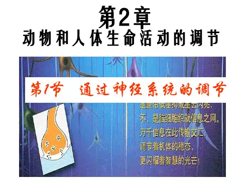 人教版生物必修三第二章第一节 通过神经系统的调节讲