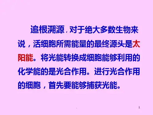 色素提取和分离