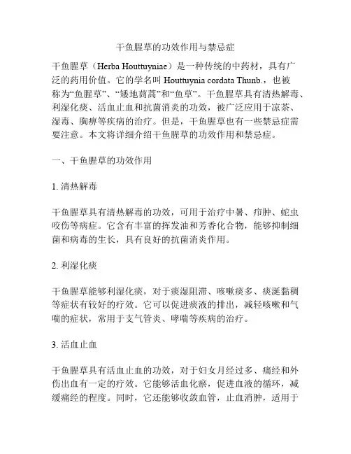 干鱼腥草的功效作用与禁忌症