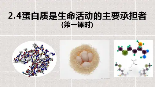 蛋白质是生命活动的承担者说课课件(人教版2019)获奖课件