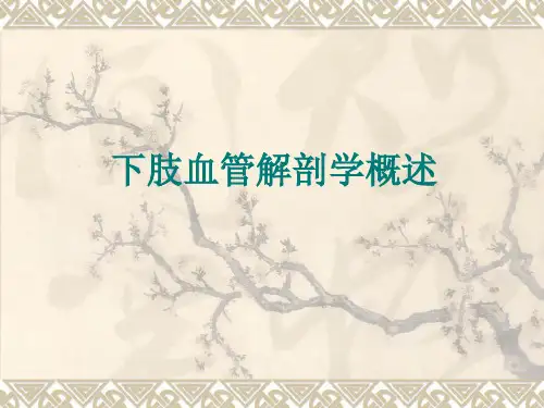 下肢血管解剖