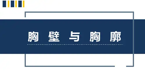 健康评估：胸壁与胸廓