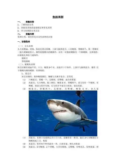 鱼的类群