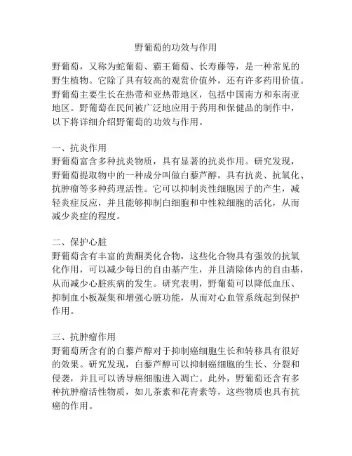 野葡萄的功效与作用