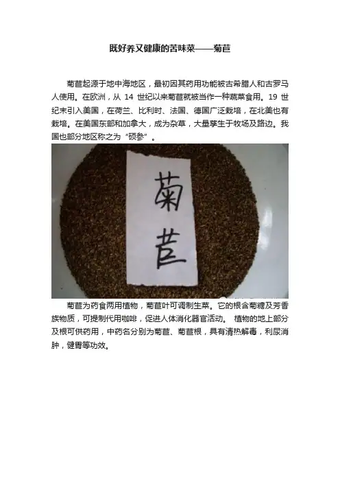 既好养又健康的苦味菜——菊苣