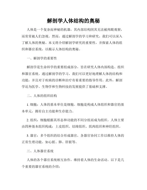解剖学人体结构的奥秘