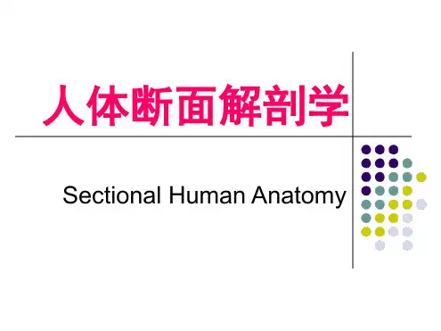 1颈部横断层解剖