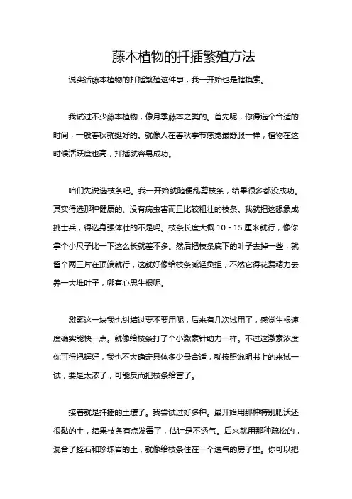 藤本植物的扦插繁殖方法