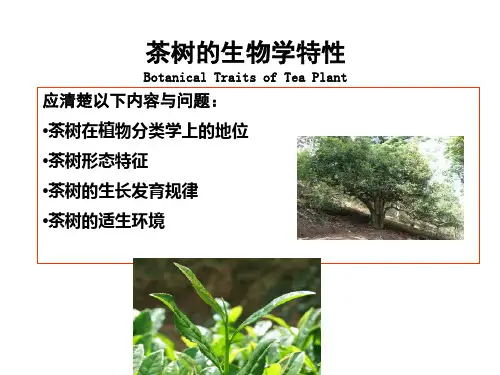 茶树生物学特性ppt课件