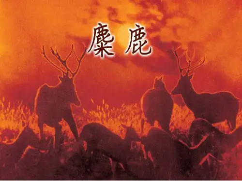六年级上册语文课件-课文17 麋鹿｜苏教版 (共21张PPT)