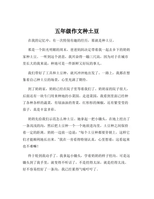 五年级作文种土豆